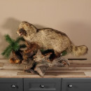 Marderhund Ganzpr&auml;parat Pr&auml;parat taxidermy Tanuki Enok L&auml;nge 99 cm auf neuen Holz Podest mit Waldboden
