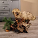Marderhund Ganzpr&auml;parat Pr&auml;parat taxidermy Tanuki Enok L&auml;nge 99 cm auf neuen Holz Podest mit Waldboden