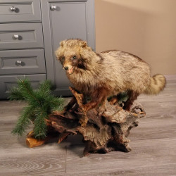 Marderhund Ganzpräparat Präparat taxidermy Tanuki Enok Länge 99 cm auf neuen Holz Podest mit Waldboden