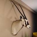 Oryx (Oryx gazella) Antilope Kopf Schulter Präparat...