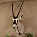 Oryx (Oryx gazella) Antilope Kopf Schulter Präparat...