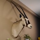 Oryx (Oryx gazella) Antilope Kopf Schulter Pr&auml;parat H&ouml;he 138 cm taxidermy Afrika afrikanisch Spie&szlig;bock 95.3.19