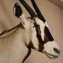 Oryx (Oryx gazella) Antilope Kopf Schulter Pr&auml;parat H&ouml;he 138 cm taxidermy Afrika afrikanisch Spie&szlig;bock 95.3.19