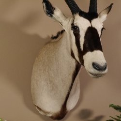 Oryx (Oryx gazella) Antilope Kopf Schulter Präparat Höhe 138 cm taxidermy Afrika afrikanisch Spießbock 95.3.19