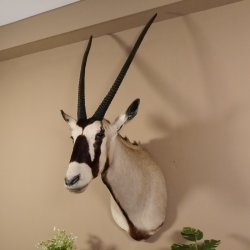 Oryx (Oryx gazella) Antilope Kopf Schulter Präparat Höhe 138 cm taxidermy Afrika afrikanisch Spießbock 95.3.19
