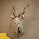 Kudu Kopf Pr&auml;parat Antilope Afrika Kopfpr&auml;parat Hornl&auml;nge 115 cm taxidermy 95.2.17