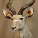 Kudu Kopf Pr&auml;parat Antilope Afrika Kopfpr&auml;parat Hornl&auml;nge 115 cm taxidermy 95.2.17