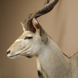 Kudu Kopf Präparat Antilope Afrika Kopfpräparat Hornlänge 115 cm taxidermy 95.2.17