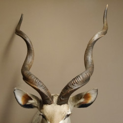 Kudu Kopf Präparat Antilope Afrika Kopfpräparat Hornlänge 115 cm taxidermy 95.2.17