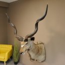 Kudu sehr großer Kopf Präparat Antilope Afrika...