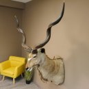 Kudu sehr großer Kopf Präparat Antilope Afrika Kopfpräparat Hornlänge 128 cm taxidermy 95.2.18