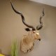 Kudu sehr großer Kopf Präparat Antilope Afrika Kopfpräparat Hornlänge 128 cm taxidermy 95.2.18