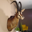 Rappenantilope (Hippotragus niger) Kopf Schulter Pr&auml;parat Afrika Antilope Hornl&auml;nge 102 cm