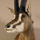 Rappenantilope (Hippotragus niger) Kopf Schulter Pr&auml;parat Afrika Antilope Hornl&auml;nge 102 cm