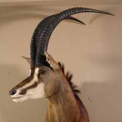 Rappenantilope (Hippotragus niger) Kopf Schulter Präparat Afrika Antilope Hornlänge 102 cm