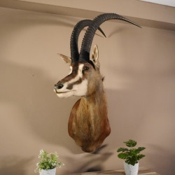 Rappenantilope (Hippotragus niger) Kopf Schulter Präparat Afrika Antilope Hornlänge 102 cm