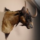Weißschwanzgnu Gnu Wildebeest Kopf Schulter Präparat Kopfpräparat Höhe 65 cm