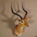 Impala Antilope Afrika Kopf Schulter Präparat Trophäe Hornlänge 59 cm