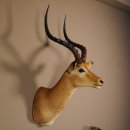 Impala Antilope Afrika Kopf Schulter Präparat Trophäe Hornlänge 59 cm
