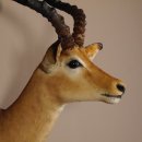 Impala Antilope Afrika Kopf Schulter Präparat Trophäe Hornlänge 59 cm
