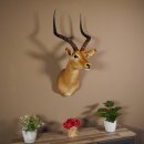 Impala Antilope Afrika Kopf Schulter Präparat Trophäe Hornlänge 59 cm