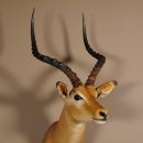 Impala Antilope Afrika Kopf Schulter Präparat Trophäe Hornlänge 59 cm