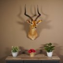 Impala Antilope Afrika Kopf Schulter Präparat Trophäe Hornlänge 59 cm