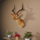 Impala Antilope Afrika Kopf Schulter Präparat Trophäe Hornlänge 59 cm