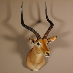 Impala Antilope Afrika Kopf Schulter Präparat Trophäe Hornlänge 59 cm
