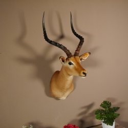 Impala Antilope Afrika Kopf Schulter Präparat Trophäe Hornlänge 59 cm