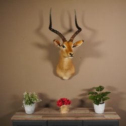 Impala Antilope Afrika Kopf Schulter Präparat Trophäe Hornlänge 59 cm