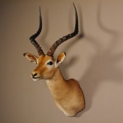 Impala Antilope Afrika Kopf Schulter Präparat Trophäe Hornlänge 59 cm