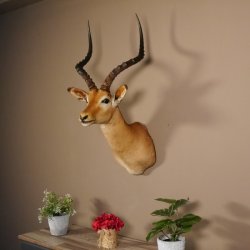 Impala Antilope Afrika Kopf Schulter Präparat Trophäe Hornlänge 59 cm