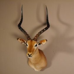 Impala Antilope Afrika Kopf Schulter Präparat Trophäe Hornlänge 59 cm