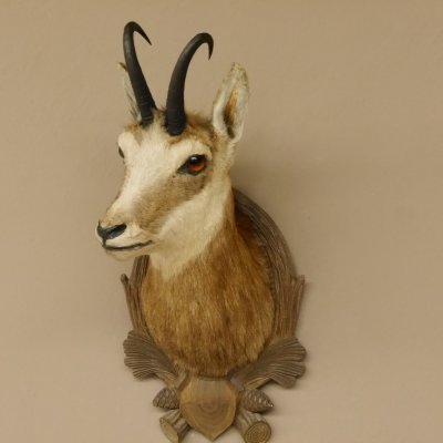 Gams Gemse Kopf Schulter Präparat auf geschnitztem Trophäenschild Hornlänge 19,7 cm
