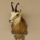 Gams Gemse Kopf Schulter Präparat auf geschnitztem Trophäenschild Hornlänge 19,7 cm