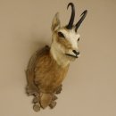 Gams Gemse Kopf Schulter Präparat auf geschnitztem Trophäenschild Hornlänge 19,7 cm