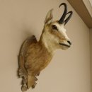 Gams Gemse Kopf Schulter Präparat auf geschnitztem Trophäenschild Hornlänge 19,7 cm