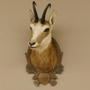 Gams Gemse Kopf Schulter Präparat auf geschnitztem Trophäenschild Hornlänge 19,7 cm