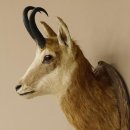 Gams Gemse Kopf Schulter Präparat auf geschnitztem Trophäenschild Hornlänge 19,7 cm