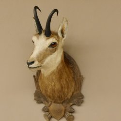 Gams Gemse Kopf Schulter Präparat auf geschnitztem Trophäenschild Hornlänge 19,7 cm