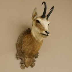 Gams Gemse Kopf Schulter Präparat auf geschnitztem Trophäenschild Hornlänge 19,7 cm