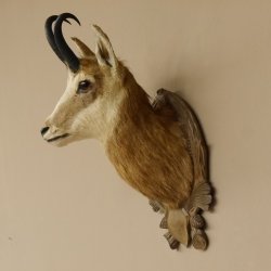 Gams Gemse Kopf Schulter Präparat auf geschnitztem Trophäenschild Hornlänge 19,7 cm