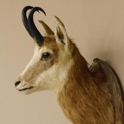 Gams Gemse Kopf Schulter Präparat auf geschnitztem Trophäenschild Hornlänge 19,7 cm
