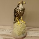 Lannerfalke Präparat Falke präpariert Tierpräparat taxidermy mit Genehmigung zum Verkauf
