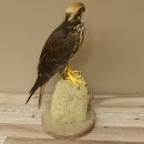 Lannerfalke Präparat Falke präpariert Tierpräparat taxidermy mit Genehmigung zum Verkauf