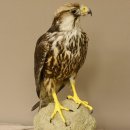Lannerfalke Präparat Falke präpariert Tierpräparat taxidermy mit Genehmigung zum Verkauf