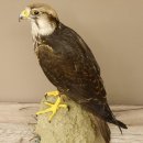 Lannerfalke Präparat Falke präpariert Tierpräparat taxidermy mit Genehmigung zum Verkauf