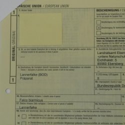 Lannerfalke Präparat Falke präpariert Tierpräparat taxidermy mit Genehmigung zum Verkauf