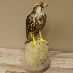 Lannerfalke Präparat Falke präpariert Tierpräparat taxidermy mit Genehmigung zum Verkauf
